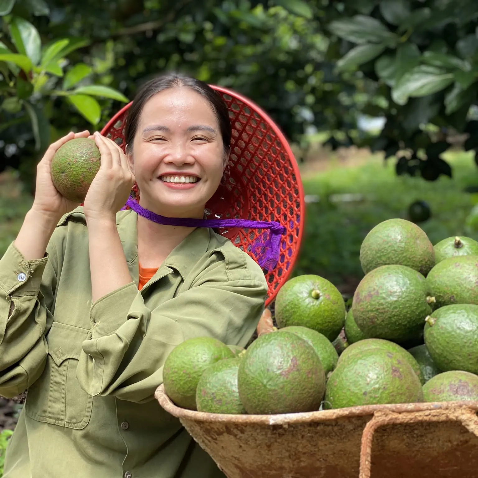 Bơ Booth Đắk Lắk