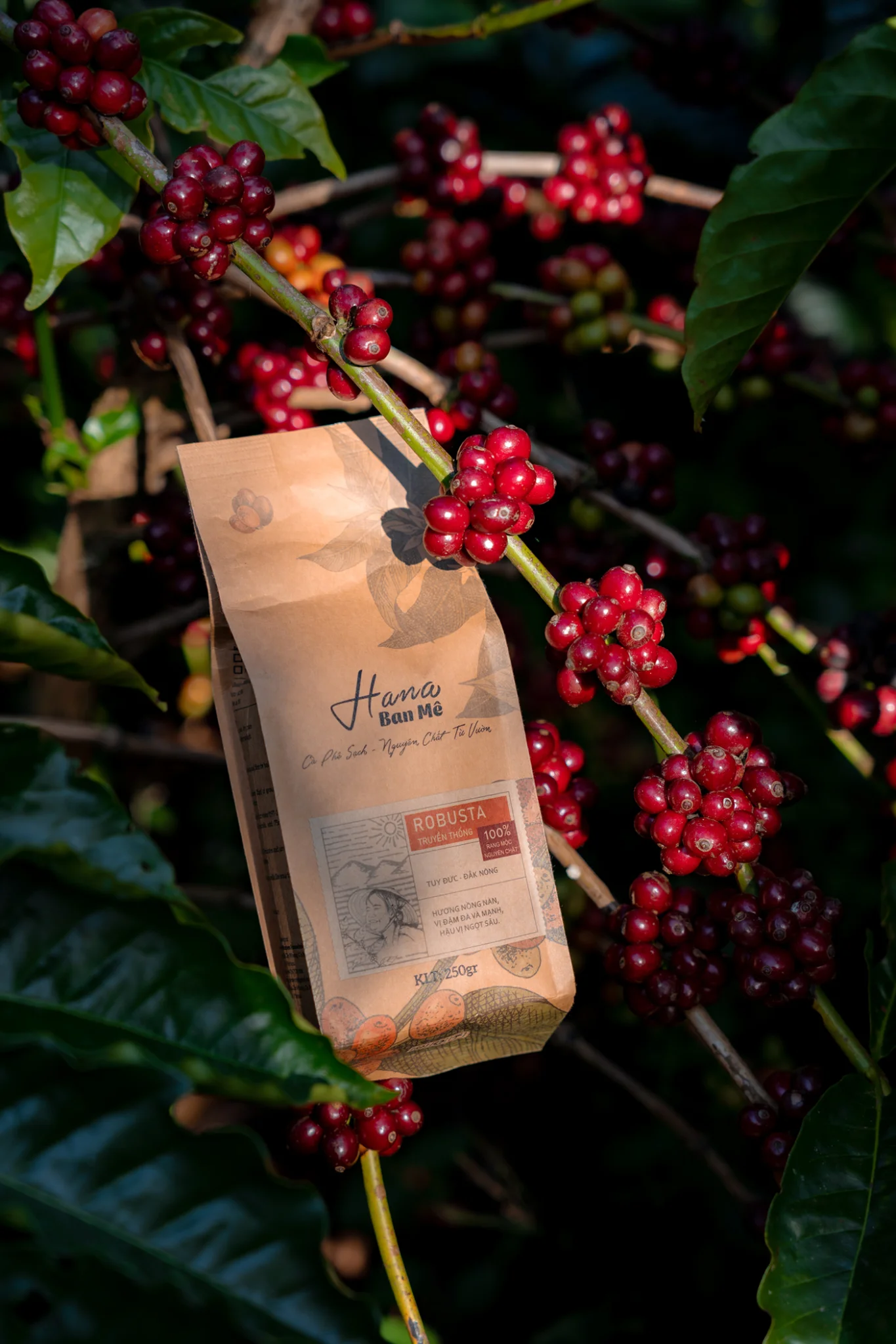 Cà phê nguyên chất Blend Robusta và Arabica