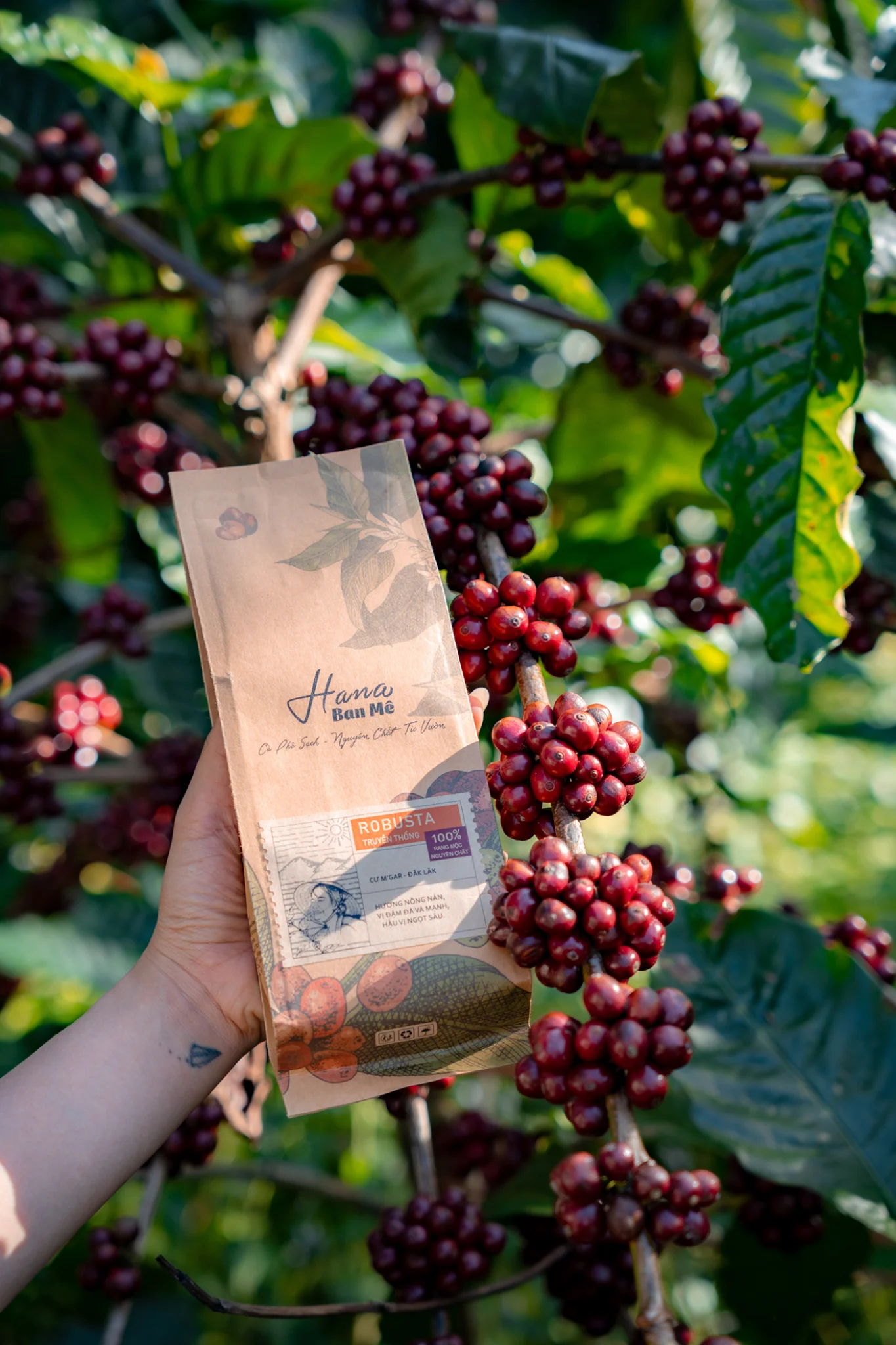 Cà phê nguyên chất Robusta Đắk Lắk