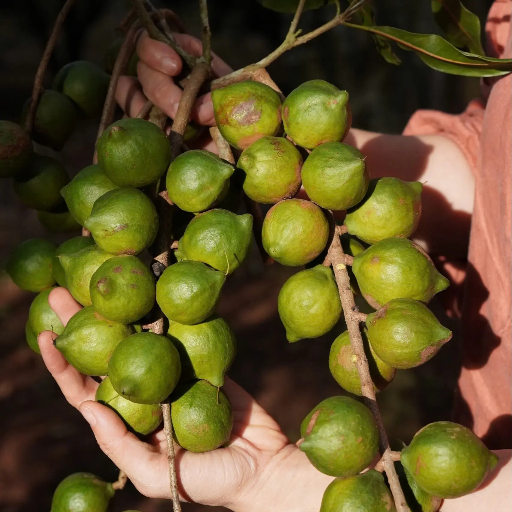 Nhân Mắc Ca tươi