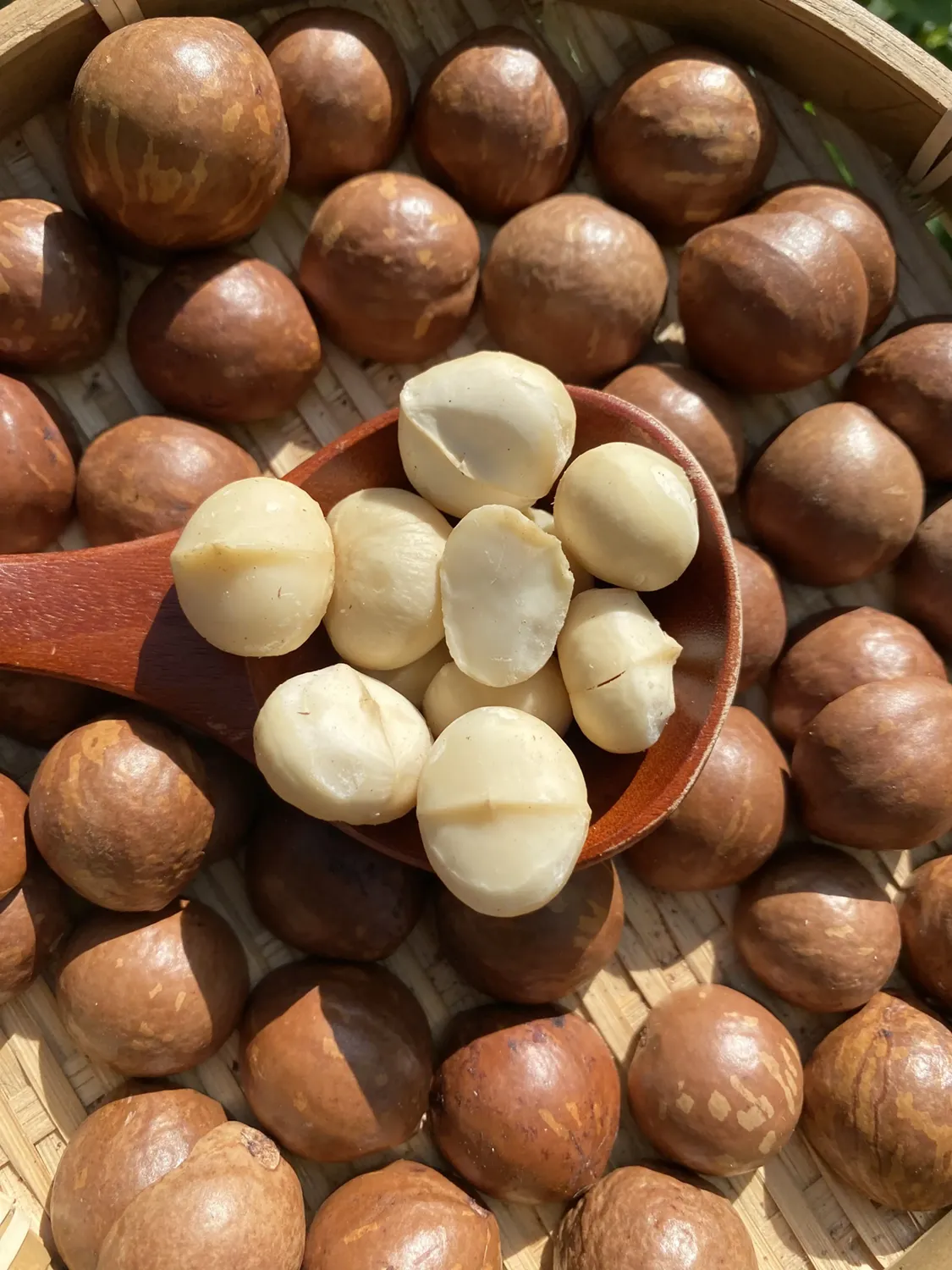 Nhân Mắc Ca vỡ đã sấy